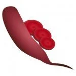 Cylindra Beet