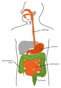 Digestive System