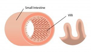 Villi