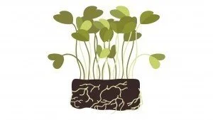 Micro Greens
