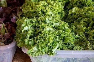 Greens