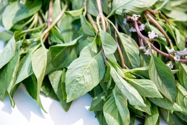 Fresh Herbs