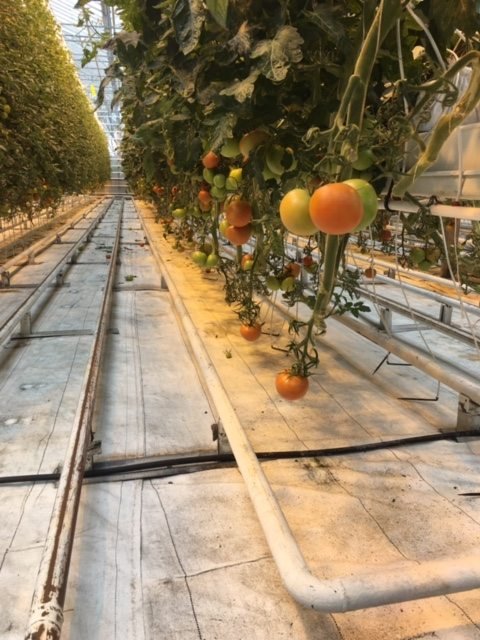 Young Tomatoes