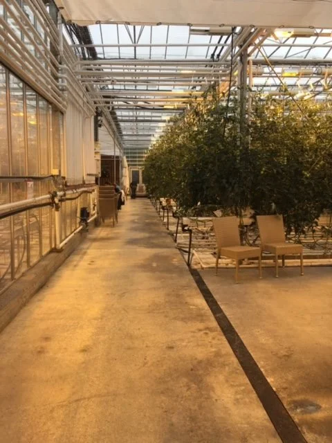 Walking the Rows