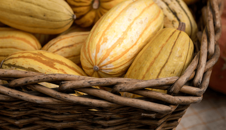 squash