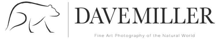 Dave Miller | Fine Art Wildlife Photography Prints