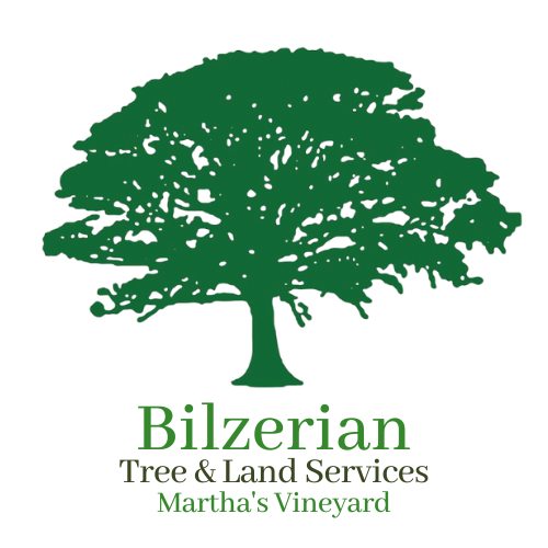 Bilzerian Tree &amp; Land