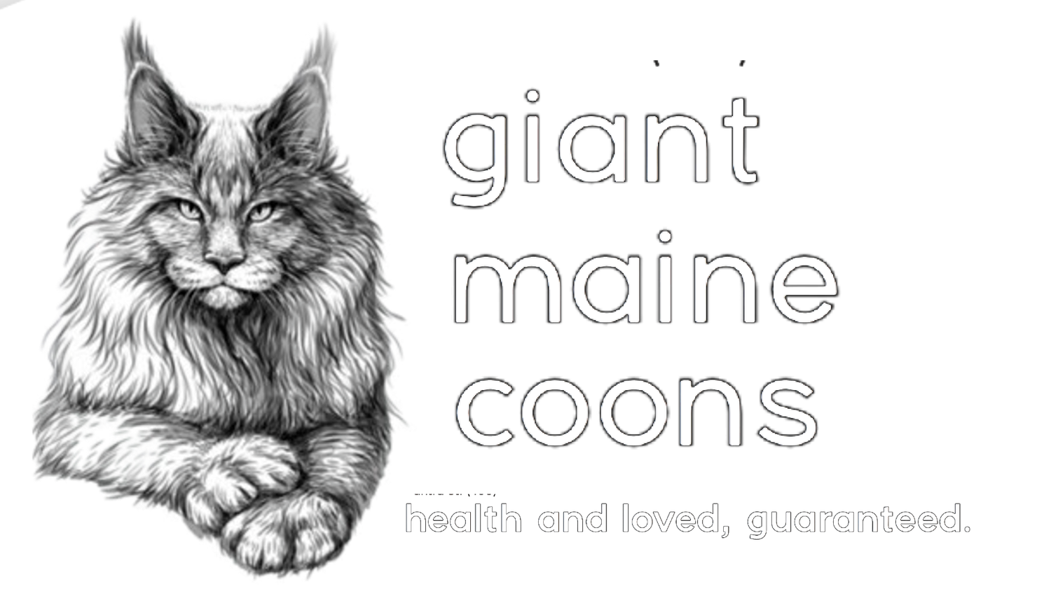 Giant Maine Coon Cats