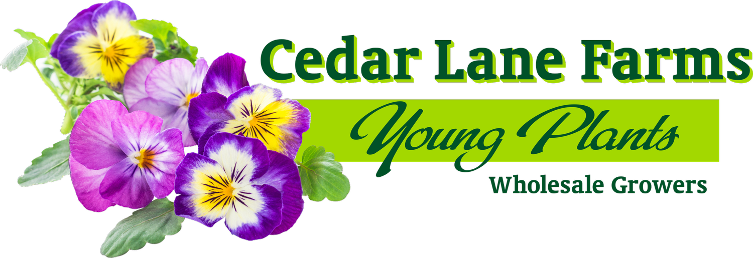 Cedar Lane Farms