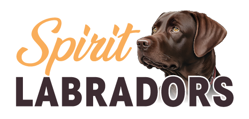 Spirit Labradors