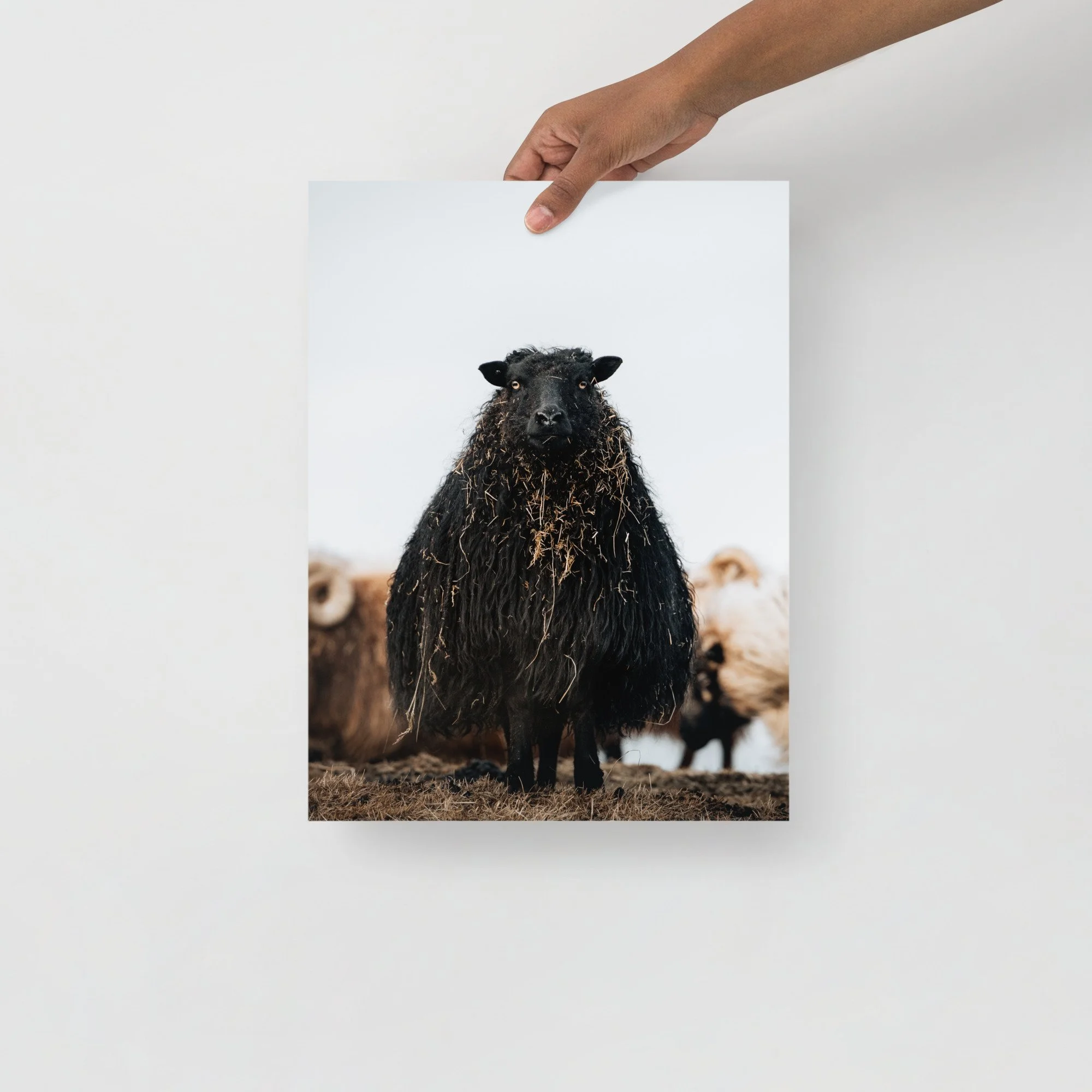 特撮 Sheep Sheep Poster 1 | Icelandic Explorer