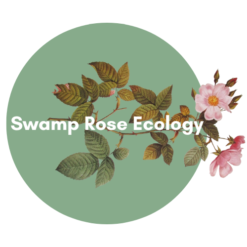 Swamp Rose Ecology