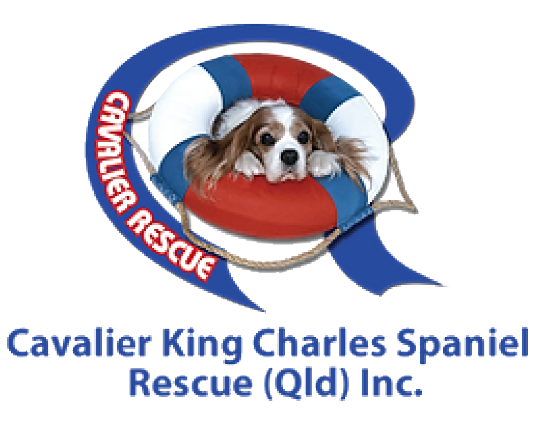 Cavalier King Charles Spaniel Rescue QLD