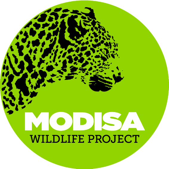 Modisa Wildlife Project