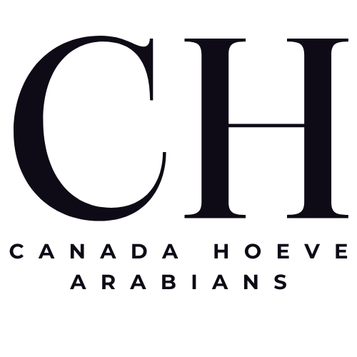 Canada Hoeve Arabians
