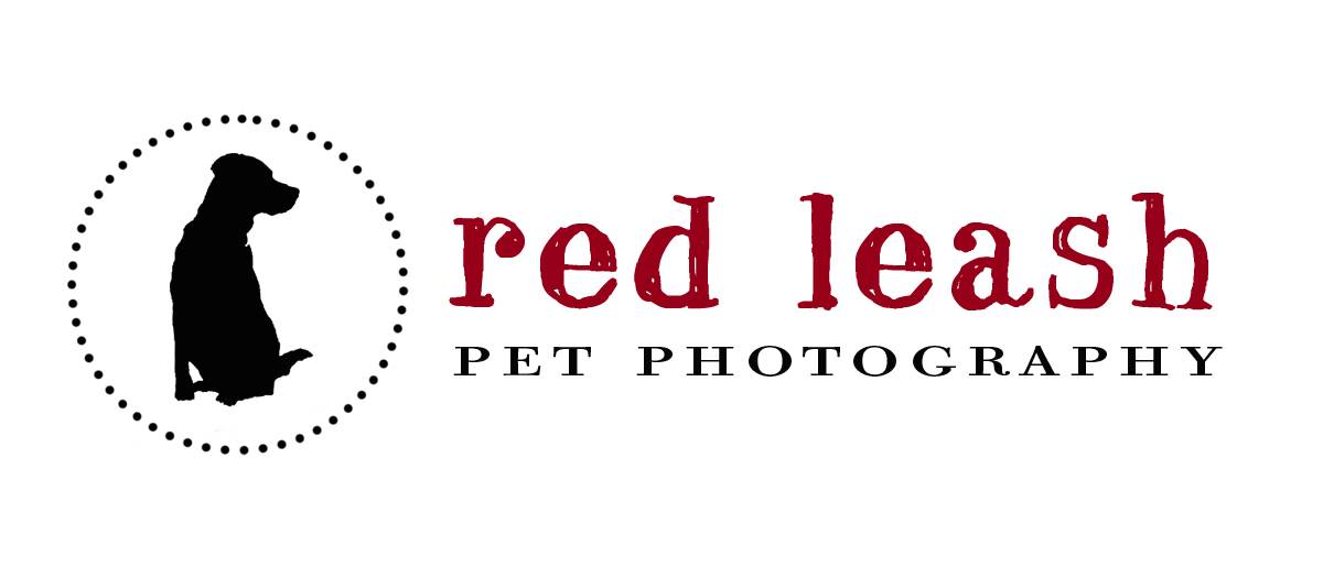 Custom Dog, Cat &amp; Pet Portraits | Pet Photography for Annapolis, Maryland, DC, VA &amp; the Eastern Shore