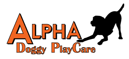 Alpha Doggy Playcare