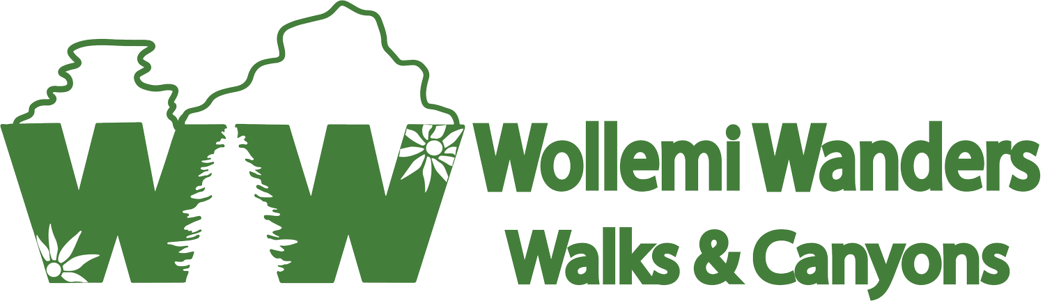 Wollemi Wanders