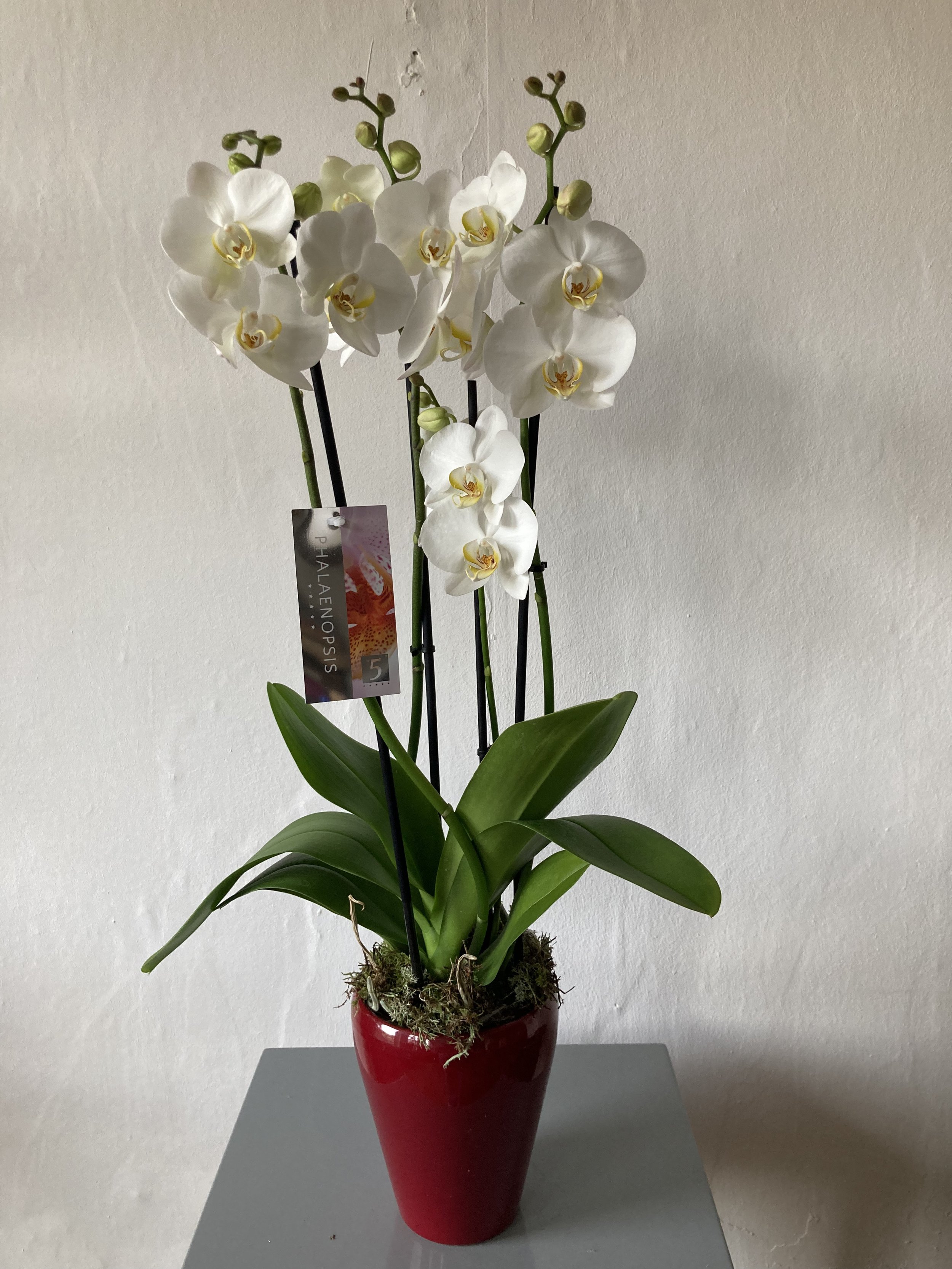 Orchidée — Fleur & Style