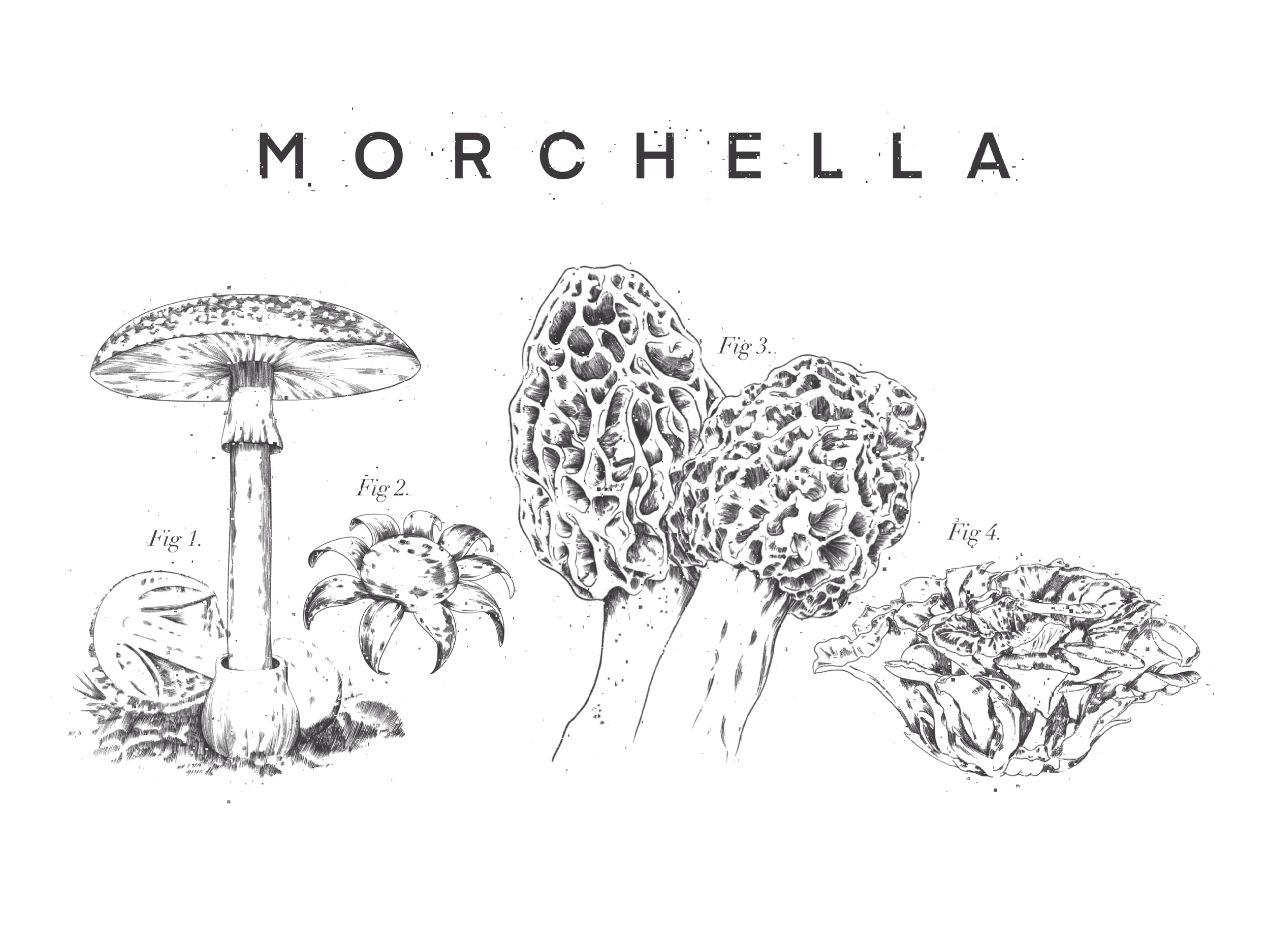  Morchella Dining
