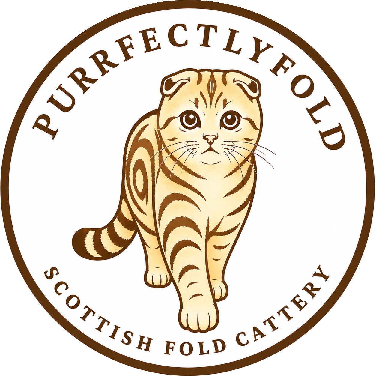 PurrfectlyFold | Scottish Fold Breeder in Pennsylvania