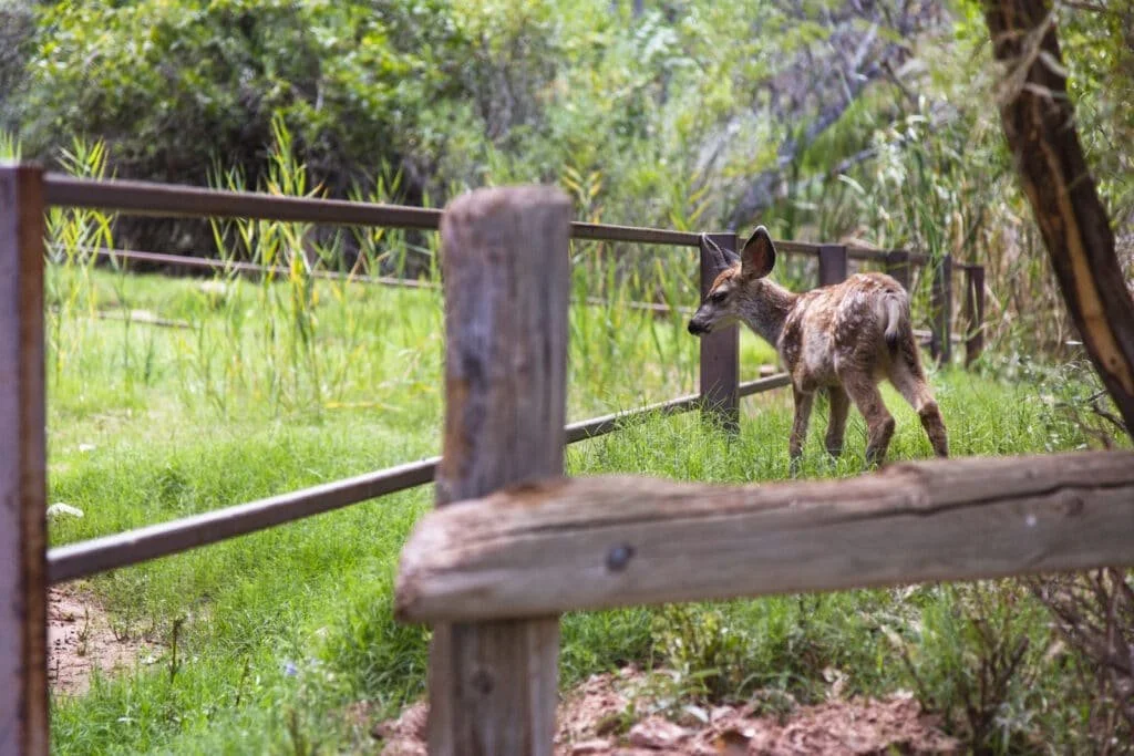 Wildlife near the campsite at Indian Gardens in the Grand Canyon