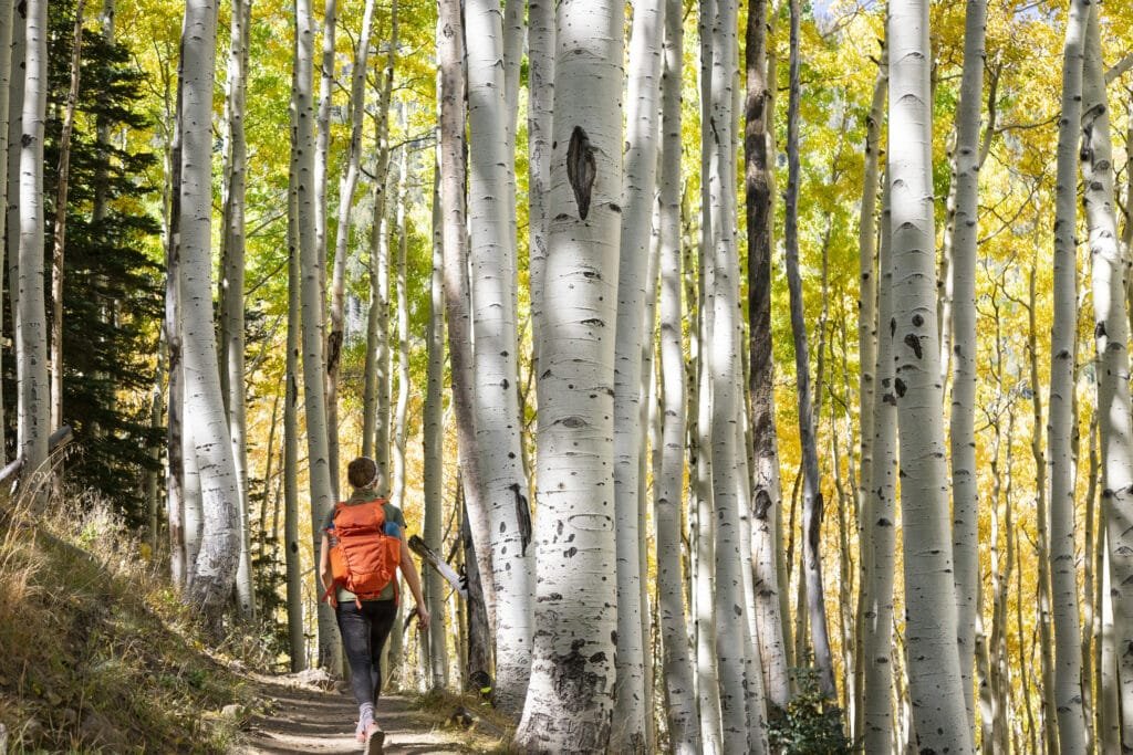 Girl with red backpack walking through aspen grove