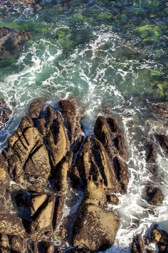 Photograph taken by Nick tort at Point Lobos 