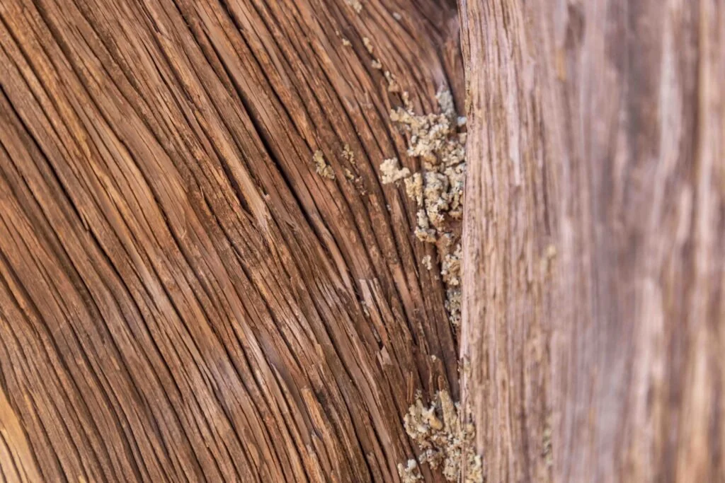 tree detail on hike in sedona