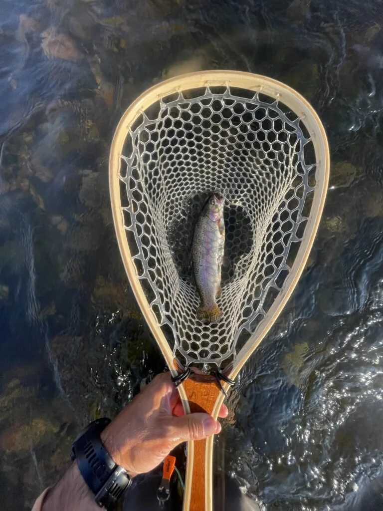 Rainbow trout caught at the salt river on June 26, 2023