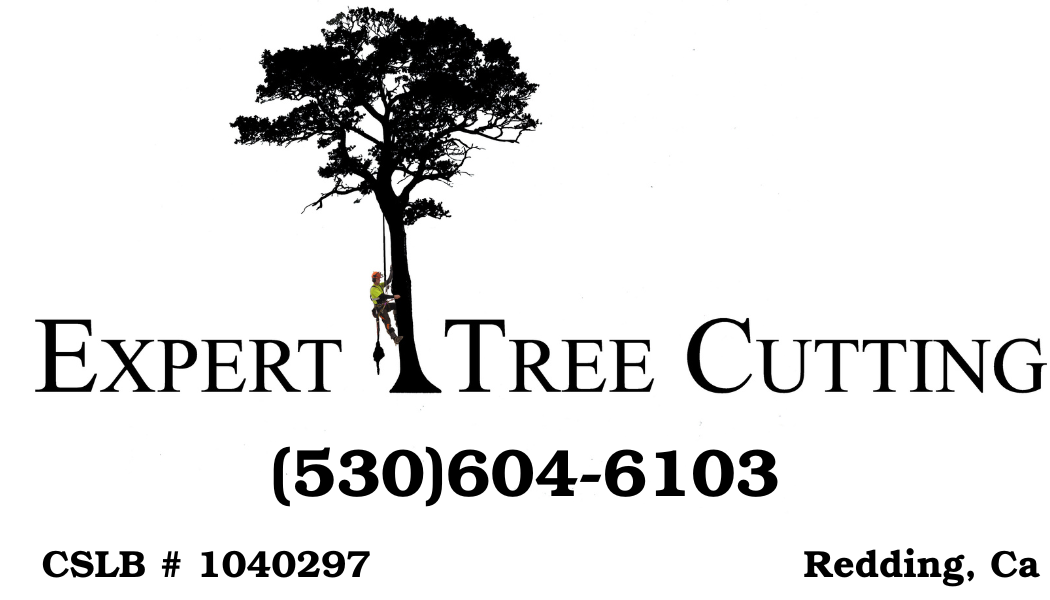 Expert Tree Cutting