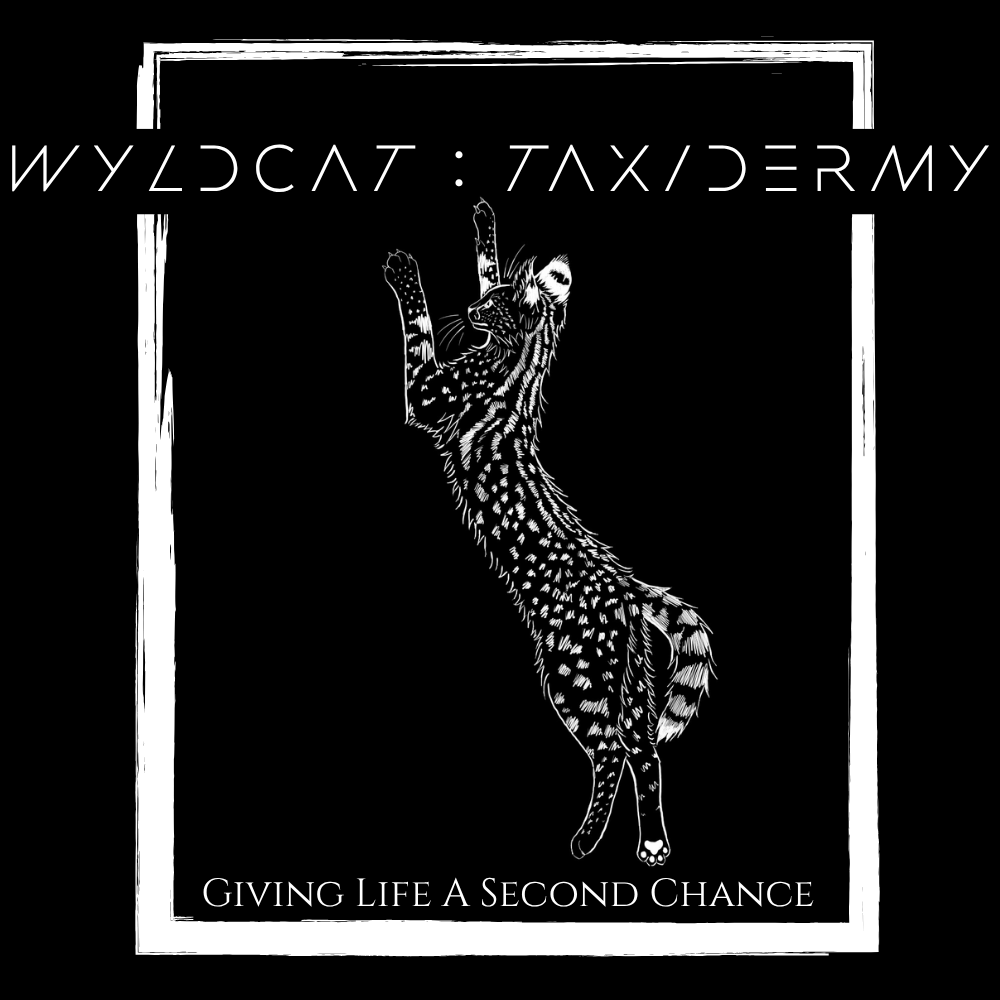 WYLDCAT : TAXIDERMY