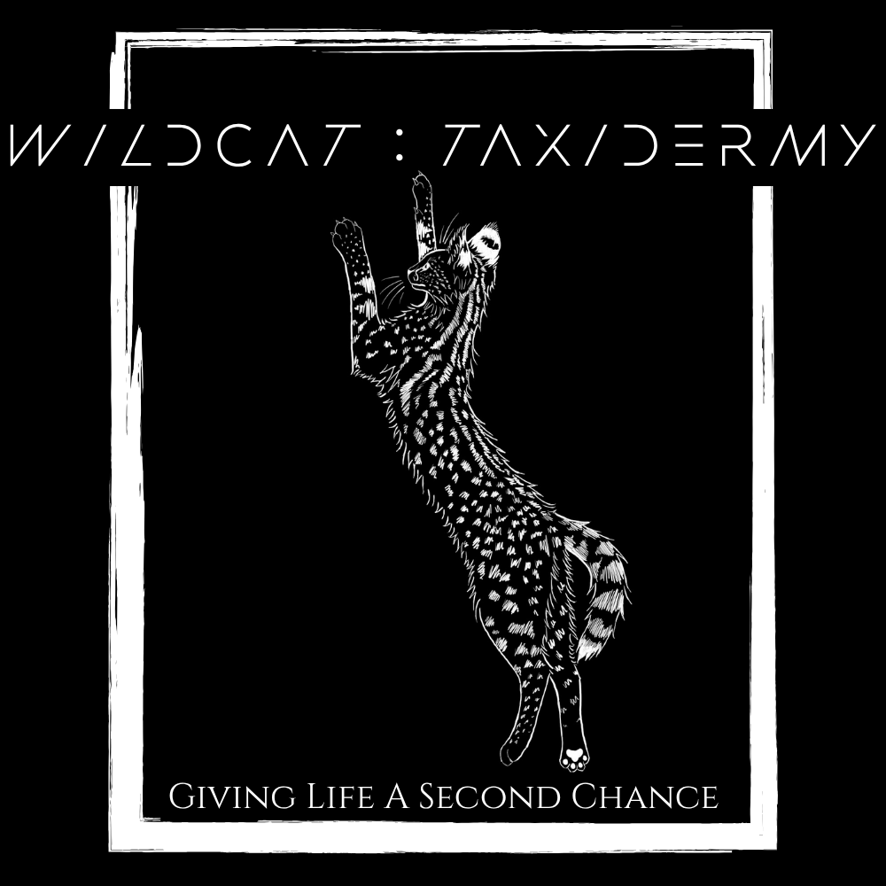 Wildcat : Taxidermy