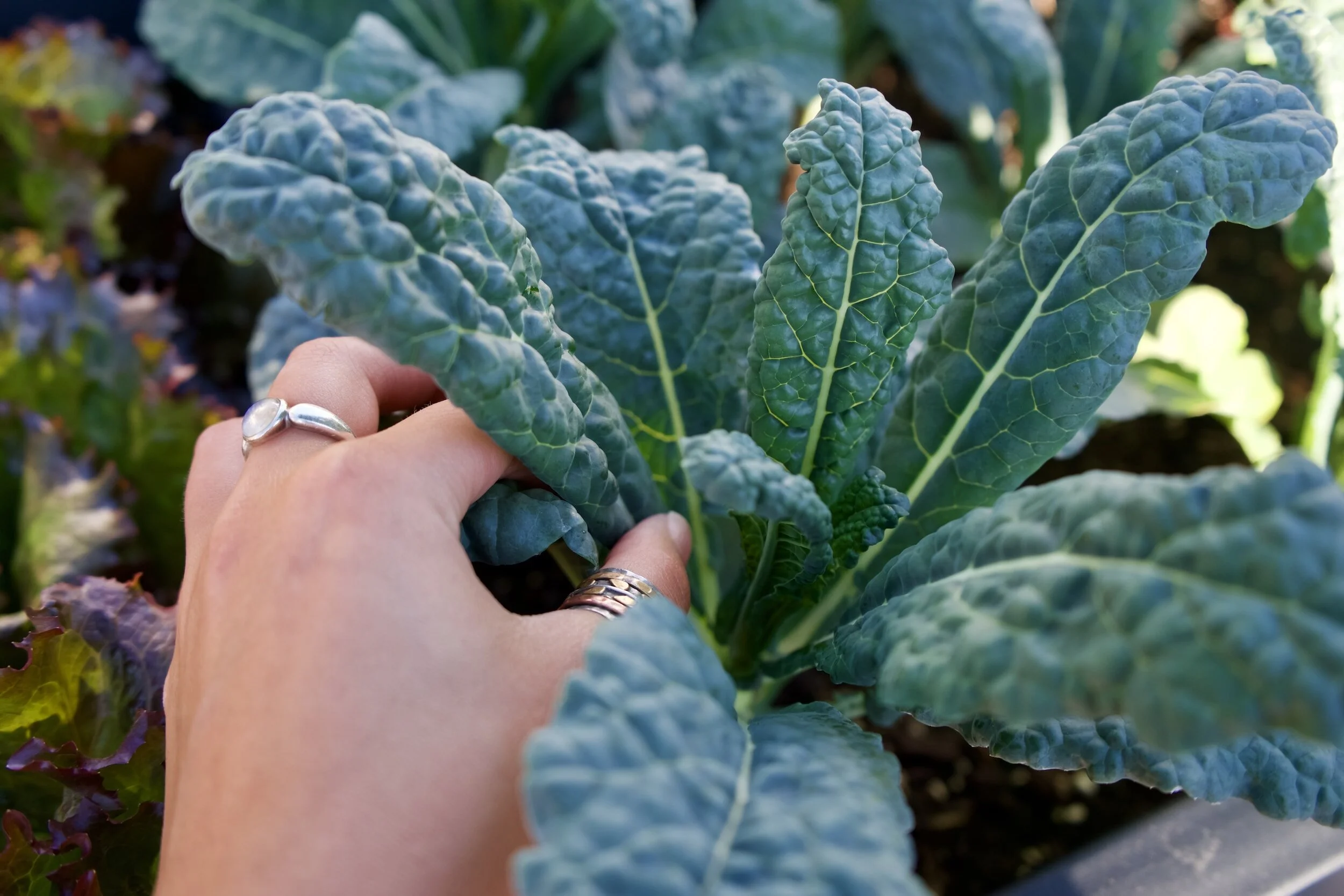 The Best Kale to Grow in a Mediterranean Climate