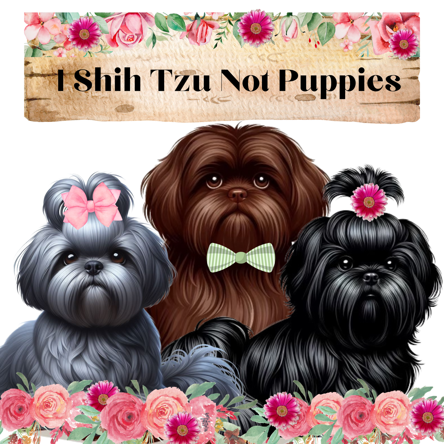 I Shih Tzu Not Puppies