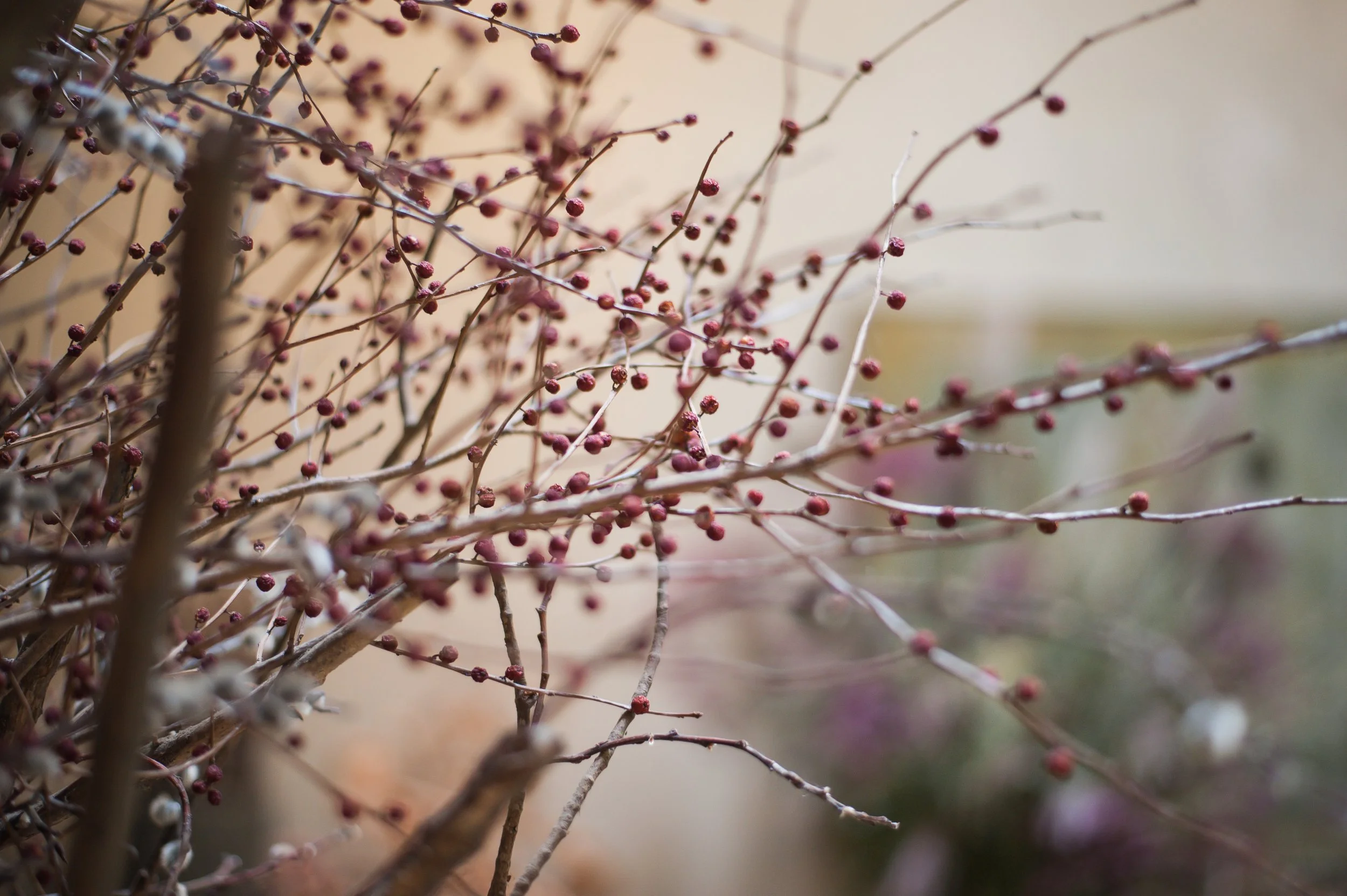 Wild Rosebuds: Trip To Tangled Gardens in Wolfville, Nova Scotia