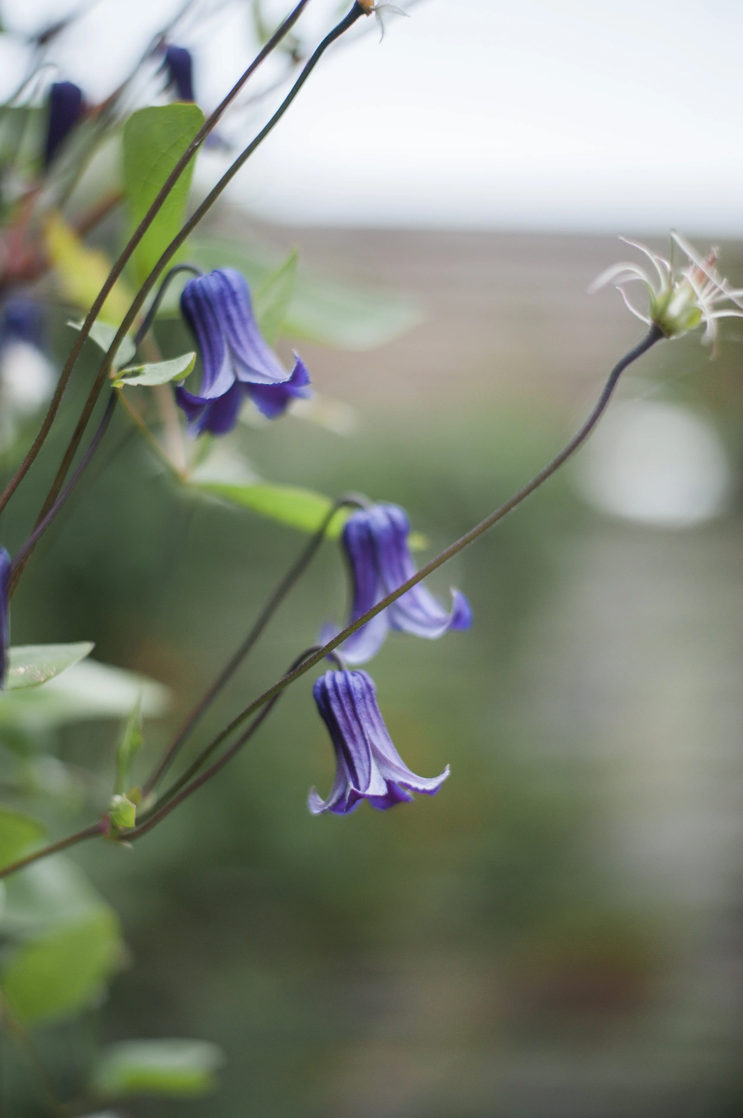Wild Rosebuds: Trip To Tangled Gardens in Wolfville, Nova Scotia