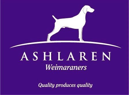 Ashlaren - Weimaraners