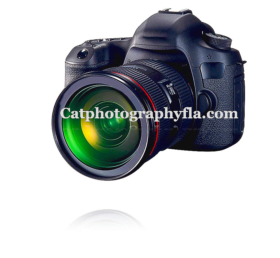 Catphotographyfla.com