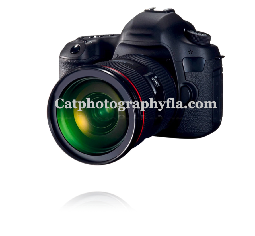 Catphotographynyc.com