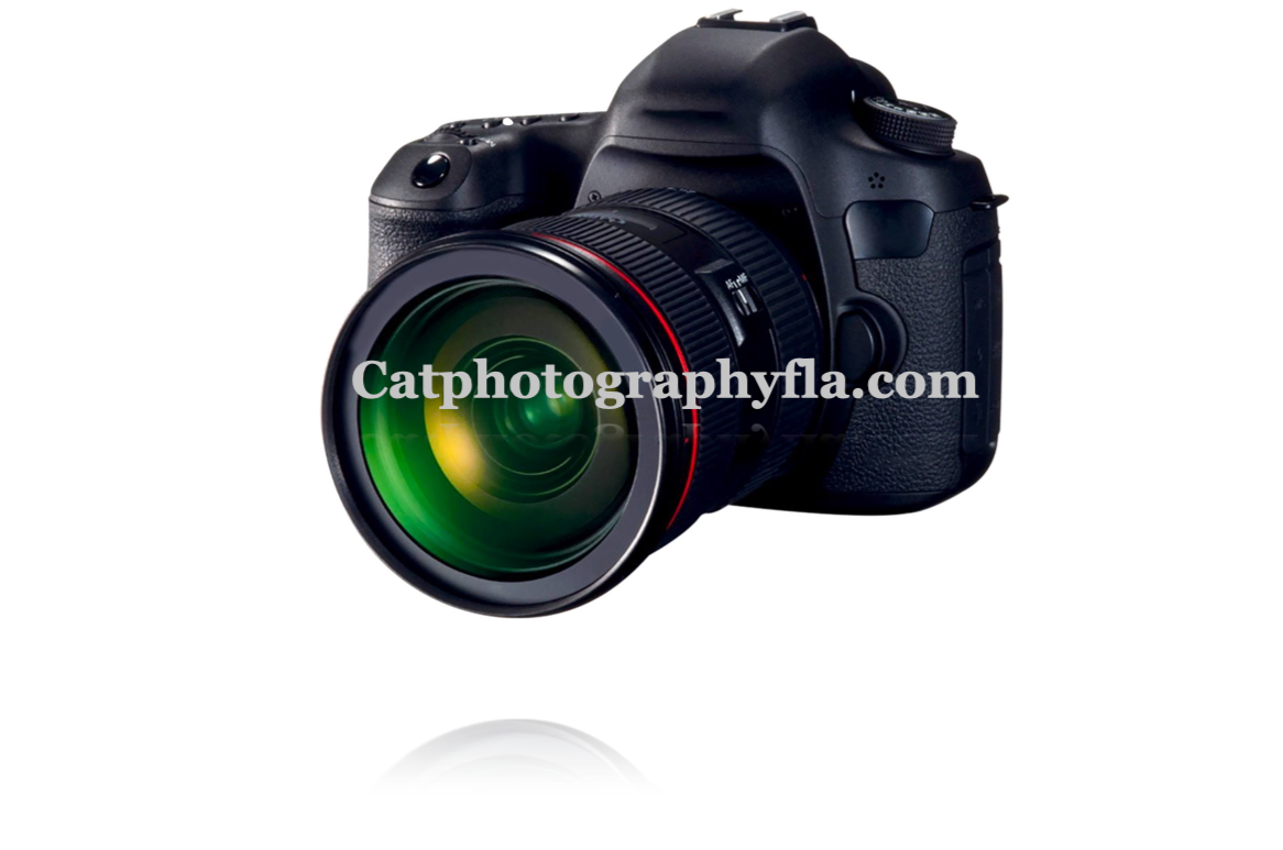 Catphotographyfla.com