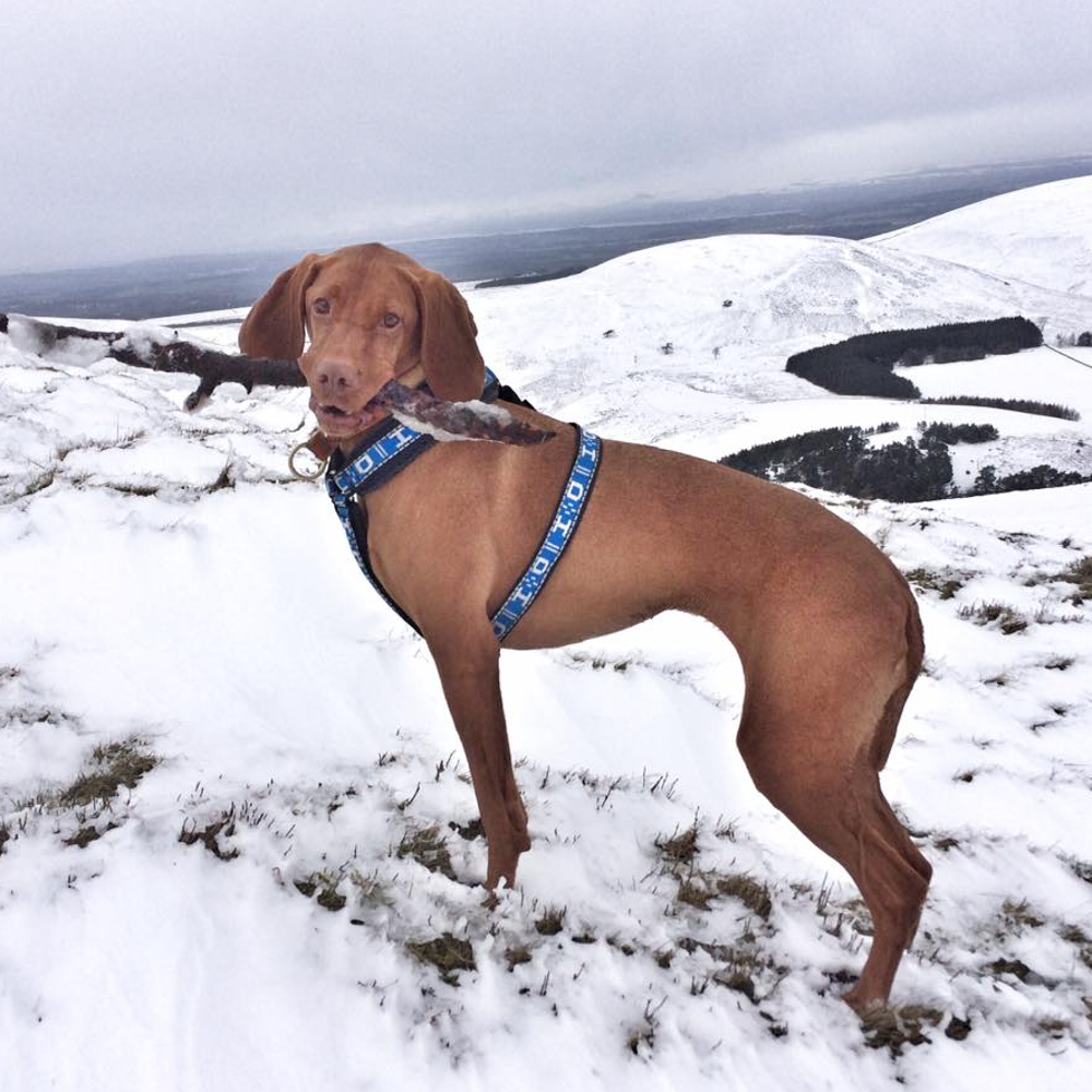 howling dog harness