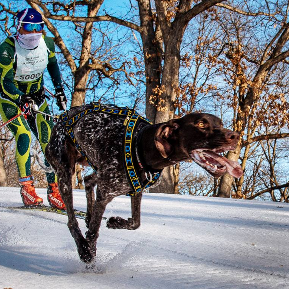 Howling dog alaska harness hotsell