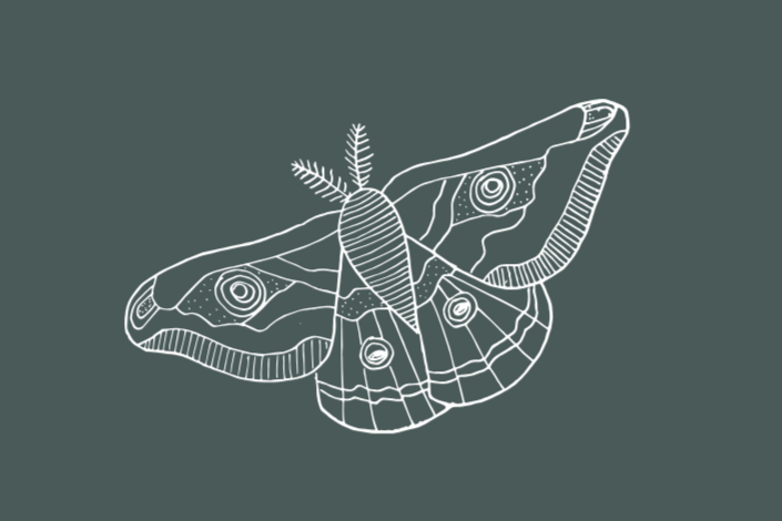 Luna Moth Counseling