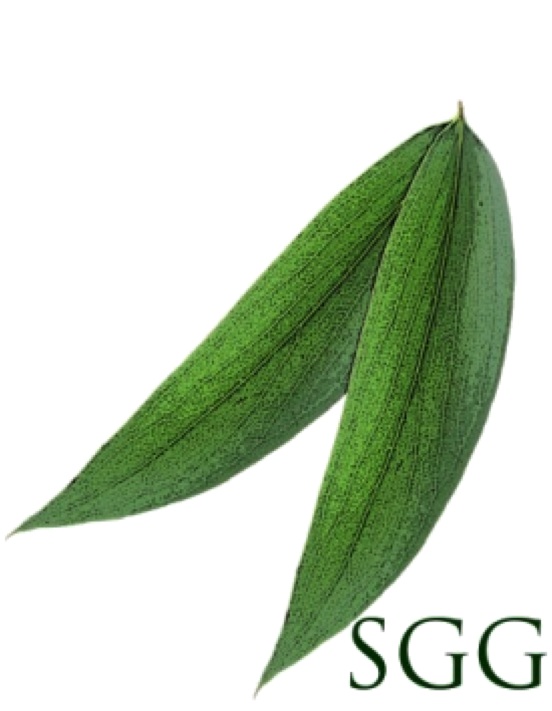 Snow Gum Photography