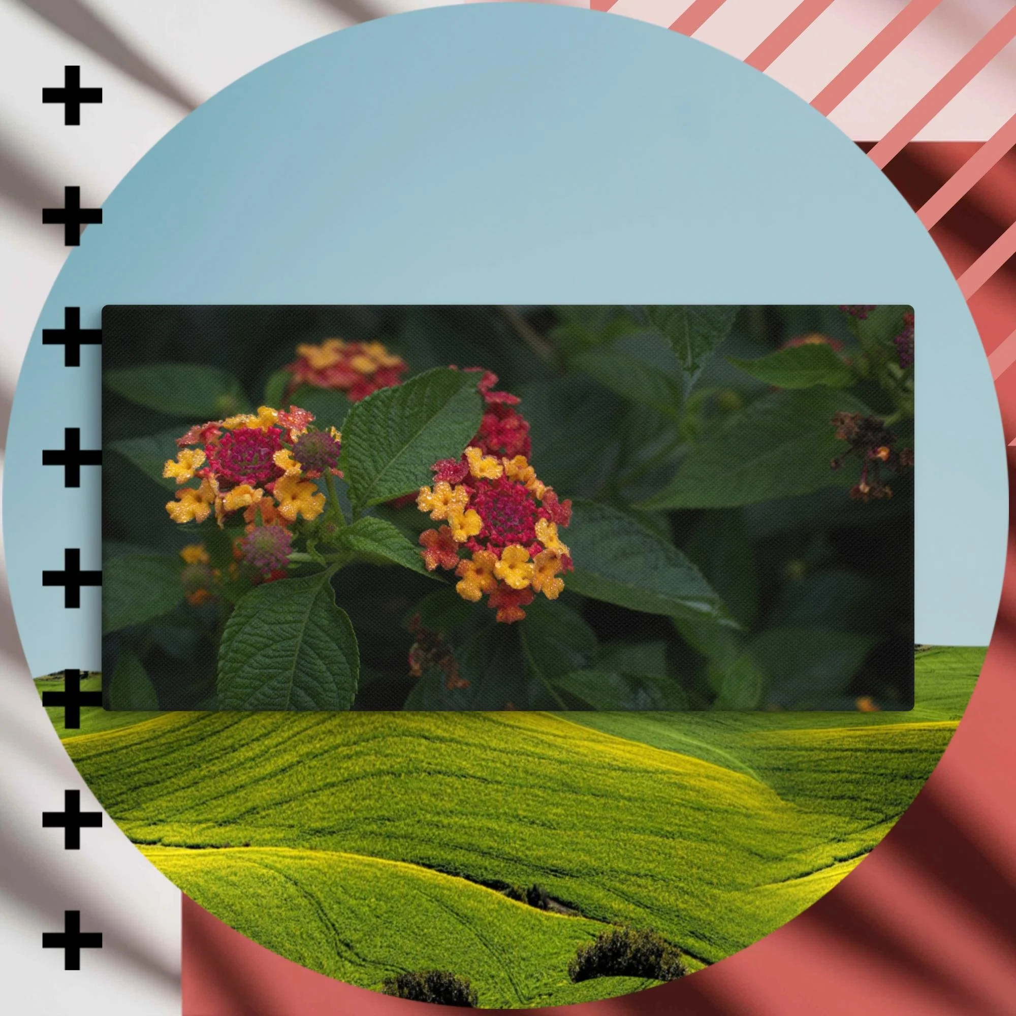 Pink, Yellow, and Orange Lantana — Coopa Studio