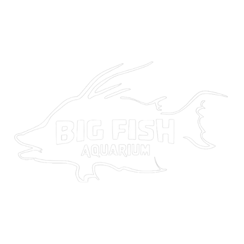 Big Fish Aquarium