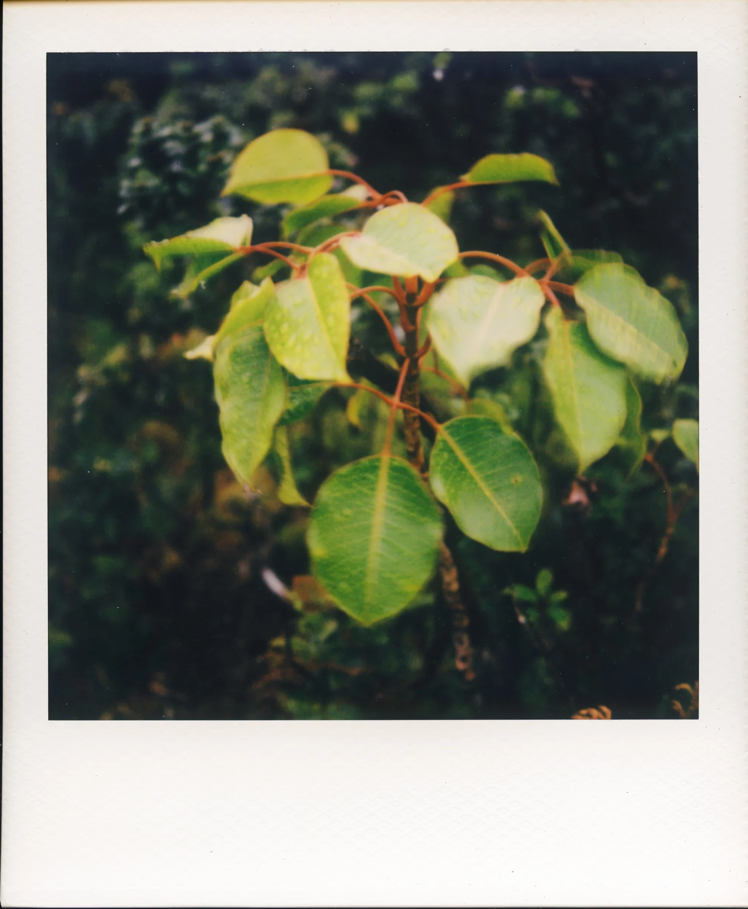trembling leaves