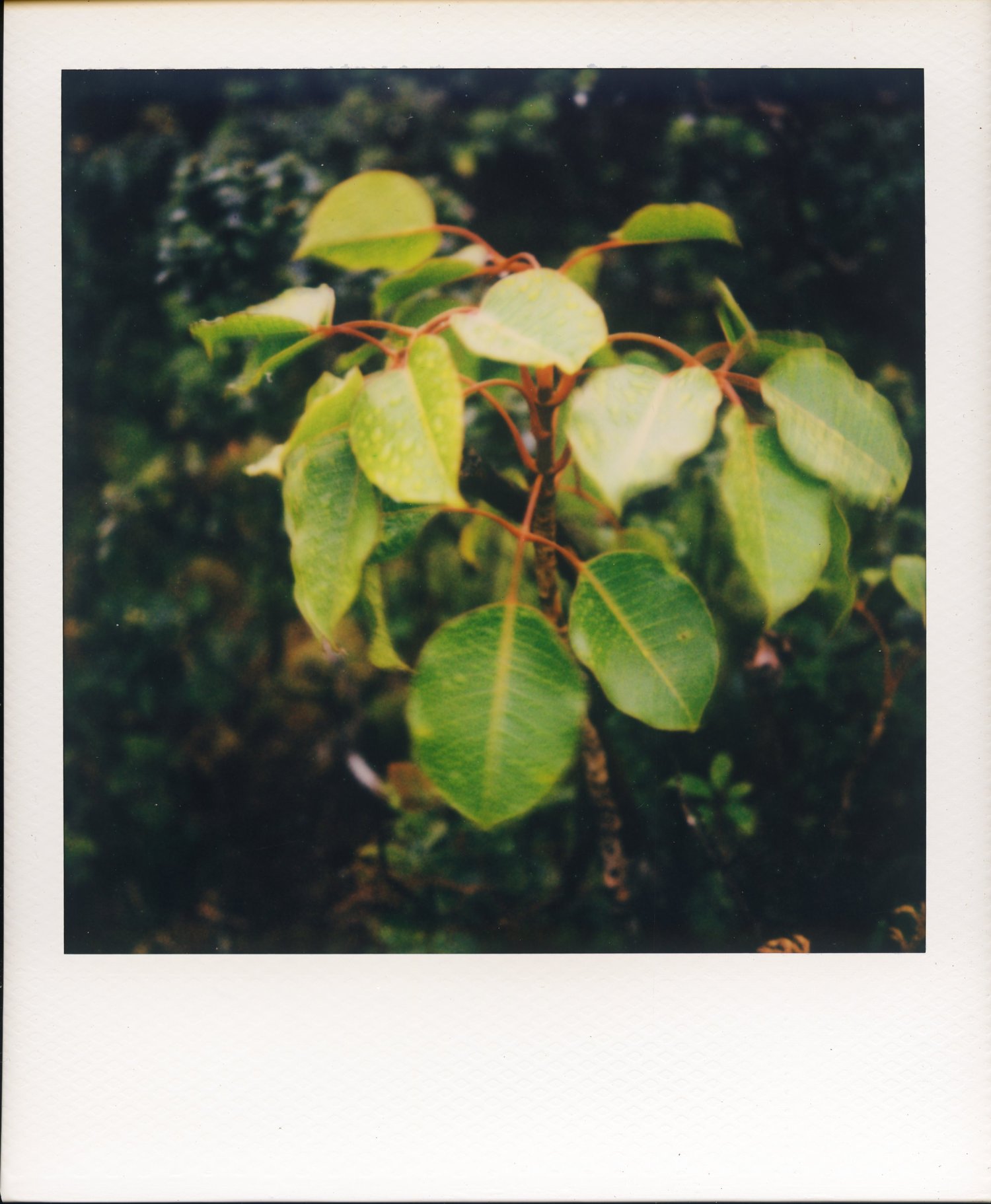 trembling leaves