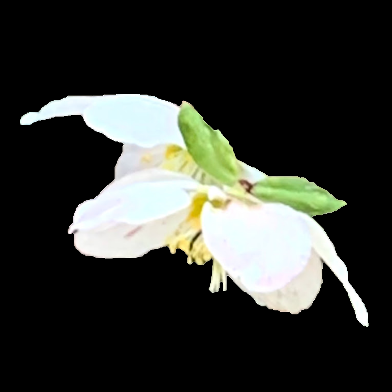 Hellebore Sustainability